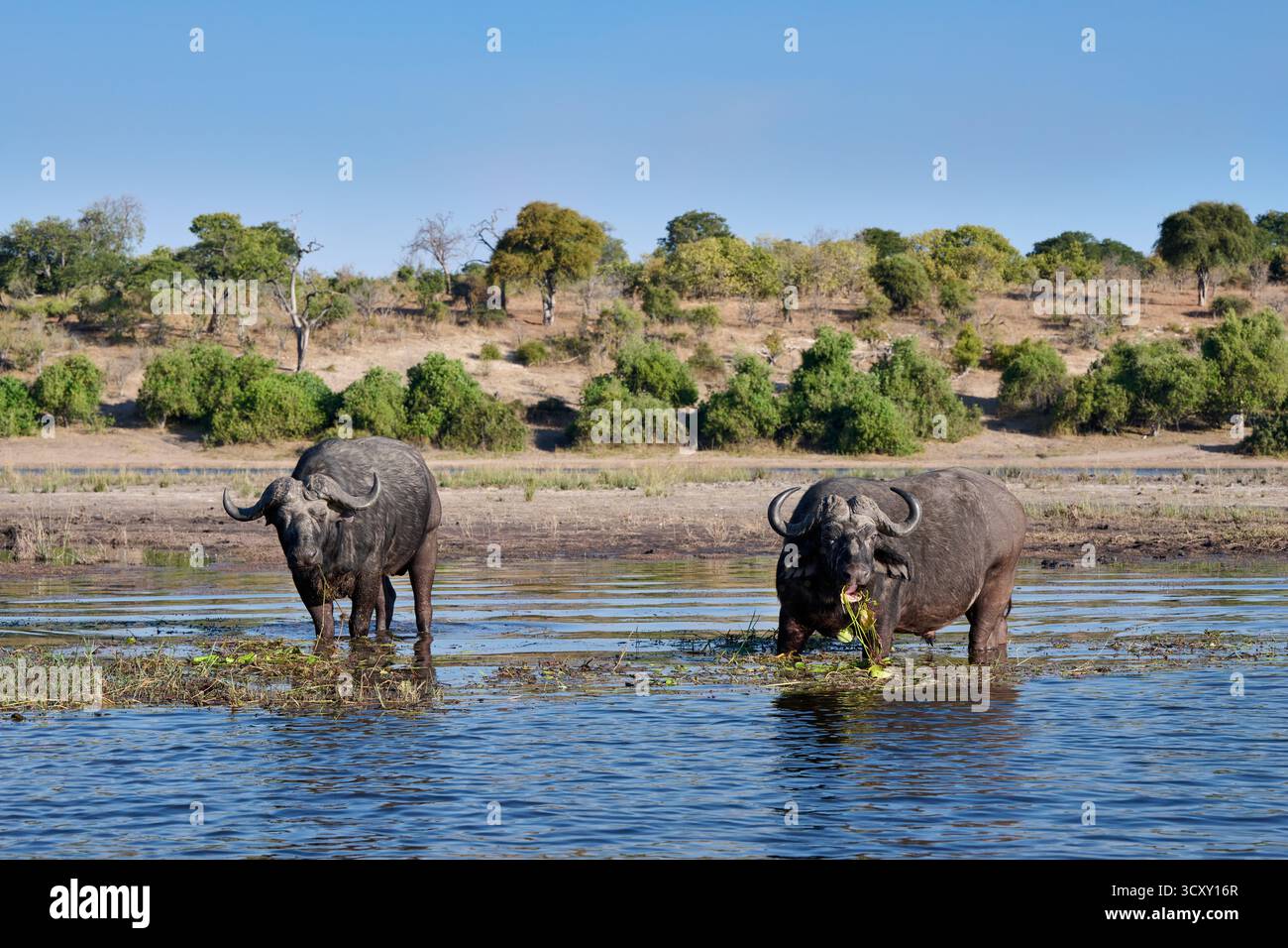 Afrikanische Büffelfütterung (Syncerus Caffer) am Chobe River, Chobe National Park, Botswana Afrika Stockfoto