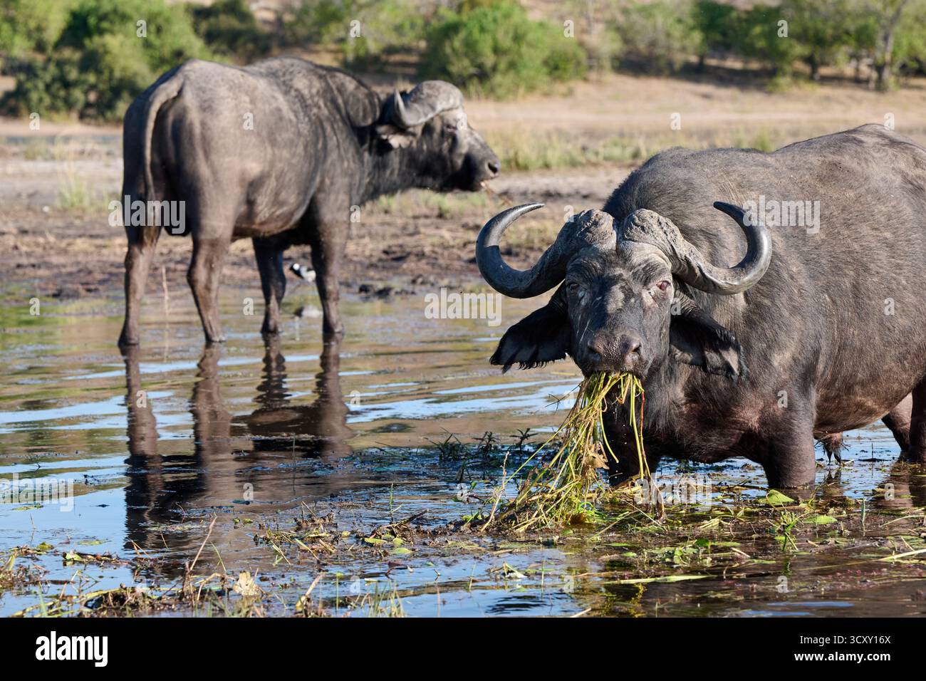 Afrikanische Büffelfütterung (Syncerus Caffer) am Chobe River, Chobe National Park, Botswana Afrika Stockfoto