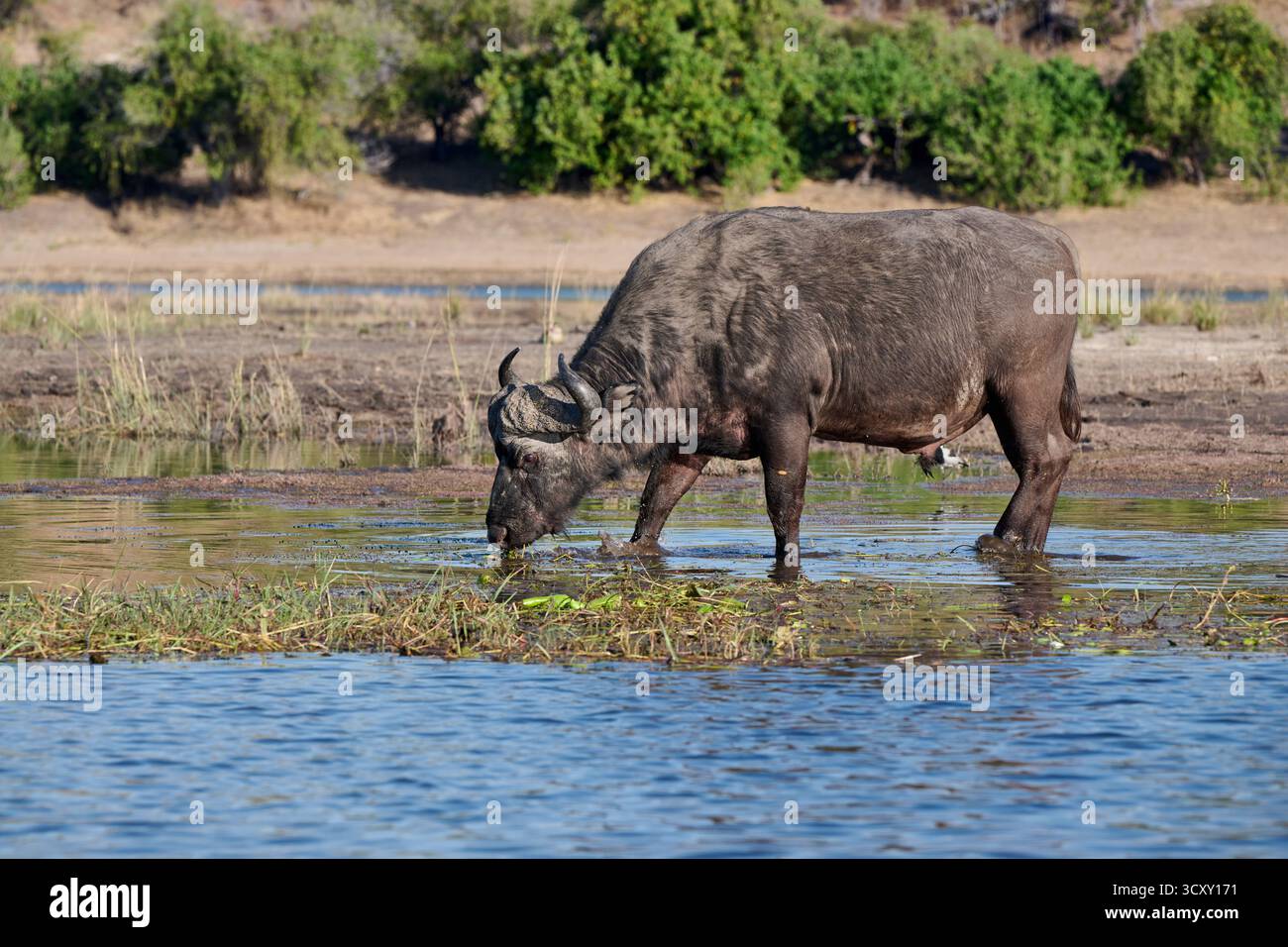 Afrikanische Büffelfütterung (Syncerus Caffer) am Chobe River, Chobe National Park, Botswana Afrika Stockfoto
