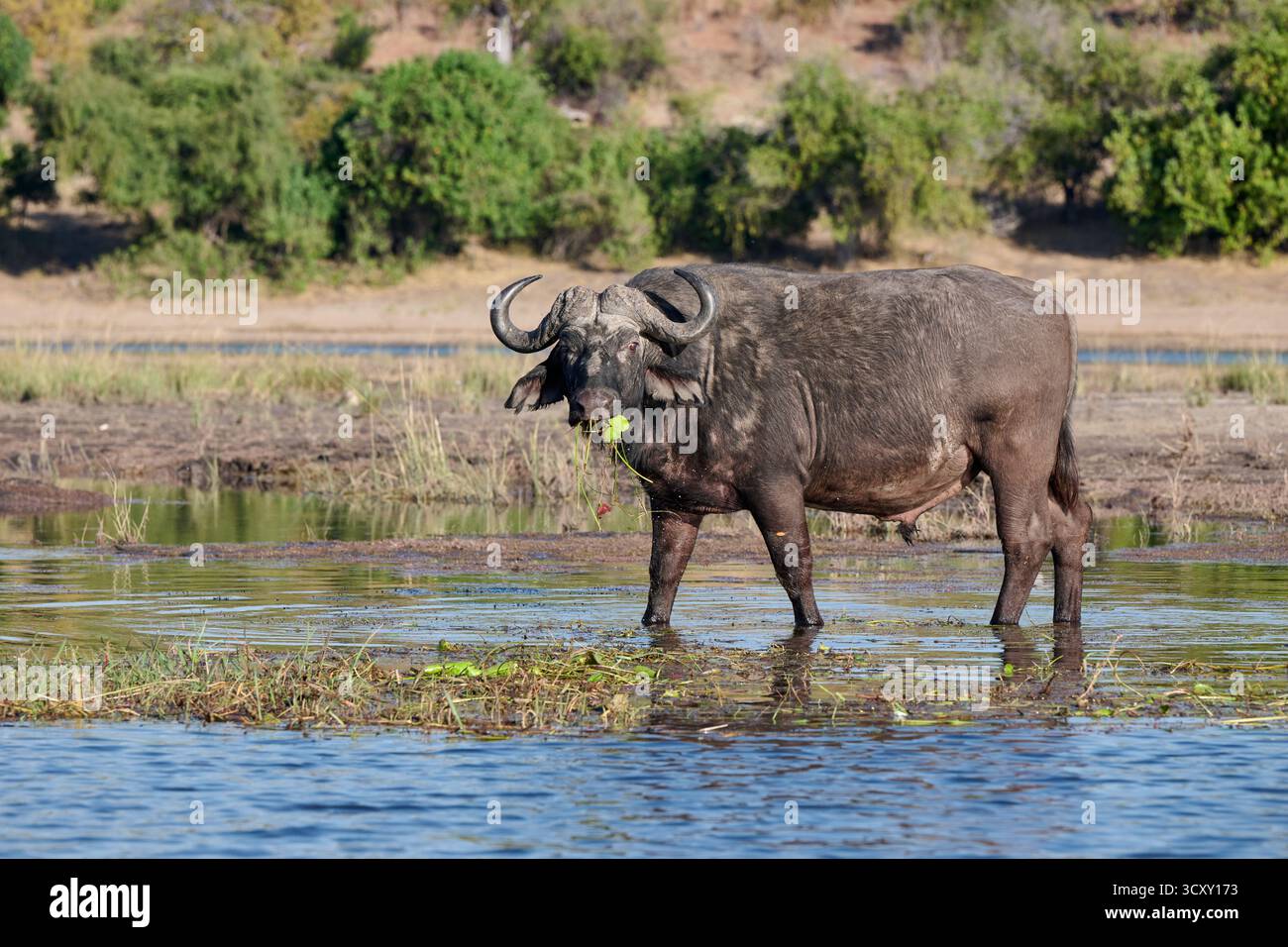 Afrikanische Büffelfütterung (Syncerus Caffer) am Chobe River, Chobe National Park, Botswana Afrika Stockfoto