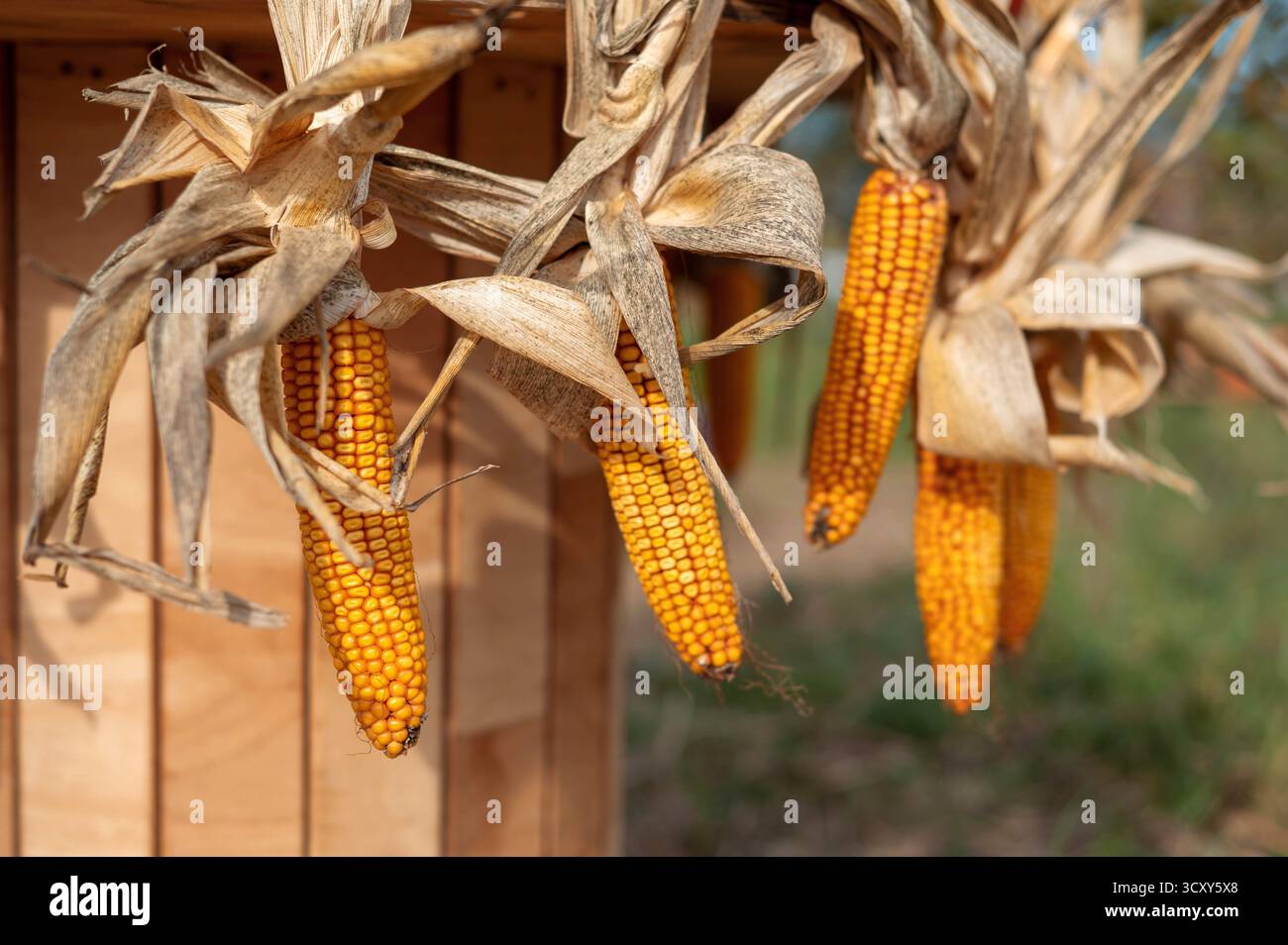 Getrocknete Maiskolben hängen draußen an einer Holzstruktur. Stockfoto