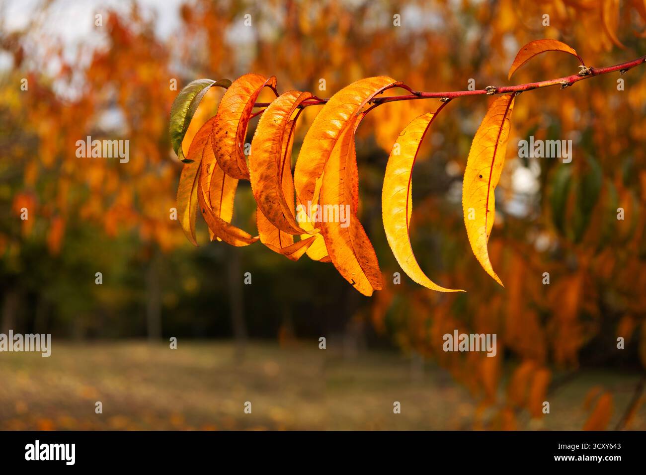Goldener Herbst verlässt einen Zweig im warmen Sonnenlicht Stockfoto