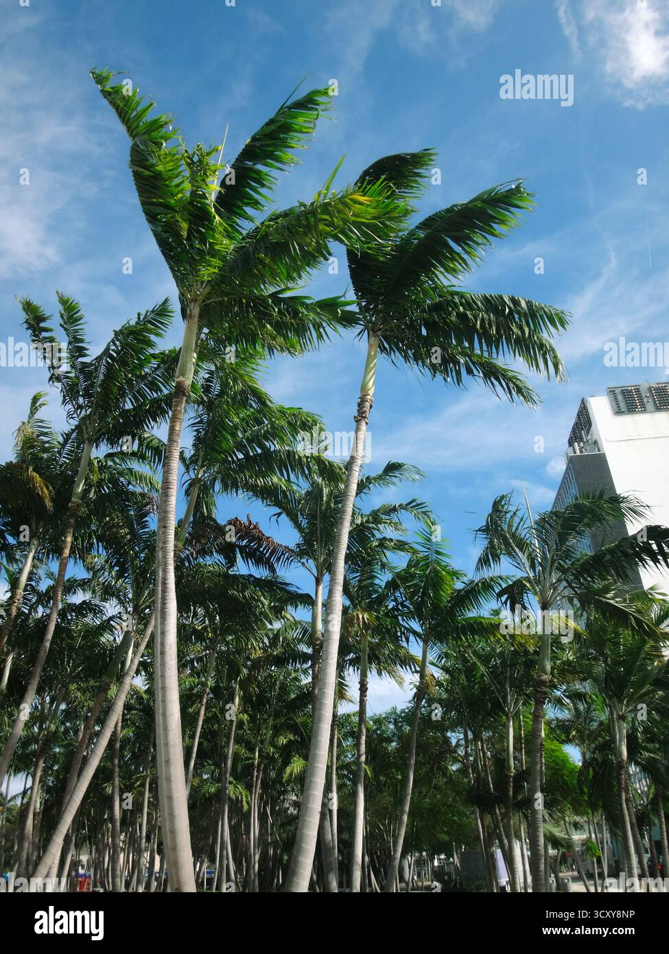 Hohe Palmen in urbaner Umgebung vor blauem Himmel Stockfoto