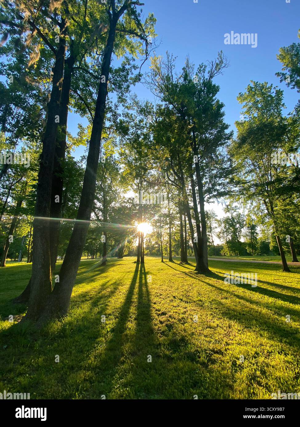 Sonnenaufgang durch Bäume im Green Forest bei Sonnenuntergang Stockfoto
