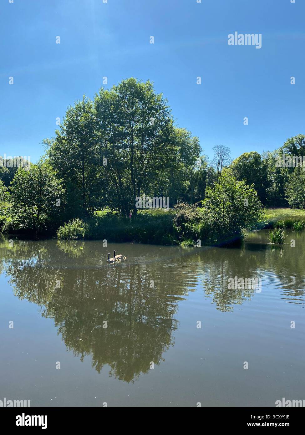 Gänse schwimmen auf einem friedlichen Teich mit Baumreflexionen Stockfoto