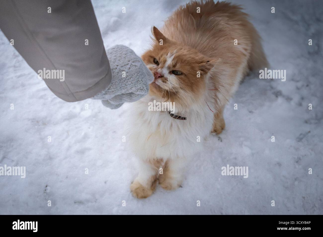 Eine Person macht sich Sorgen um eine Ingwerkatze, die im Schnee sitzt. Stockfoto