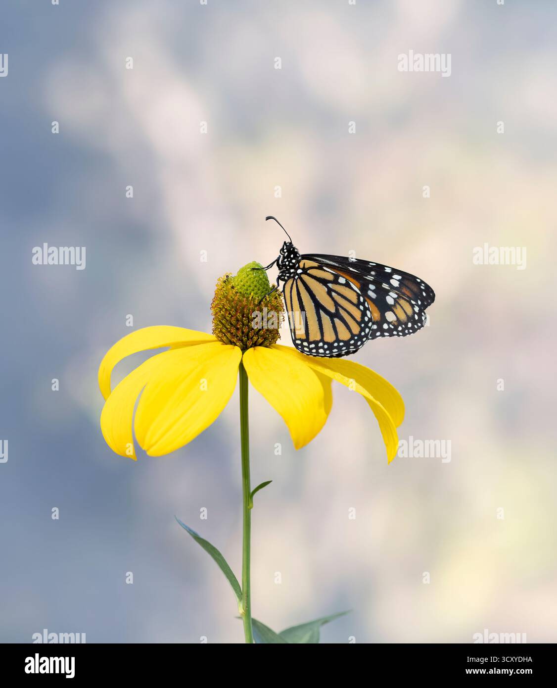 Makro eines Monarchschmetterlings (danaus plexippus) auf einer gelben Blume. Stockfoto