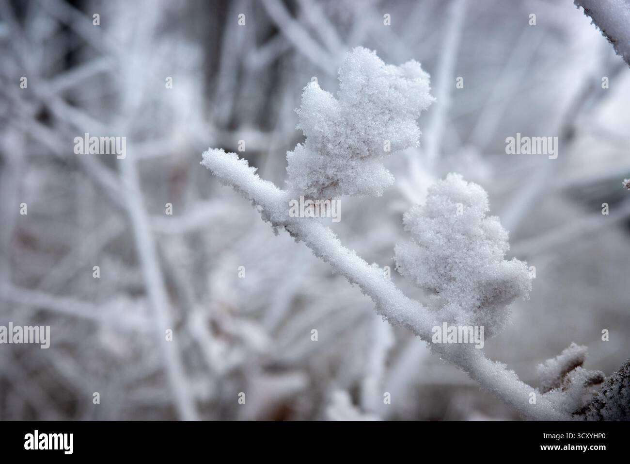 Reim auf dem Eichenblatt am frostigen Morgen. Trockenes Eichenblatt, bedeckt mit Räuber. Stockfoto
