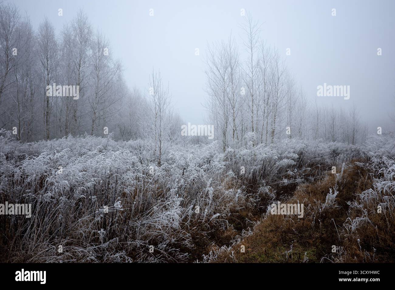 Reim auf den Büschen am frostigen, nebeligen Morgen. Stiele der Buches und Frees, bedeckt mit Räuber. Stockfoto