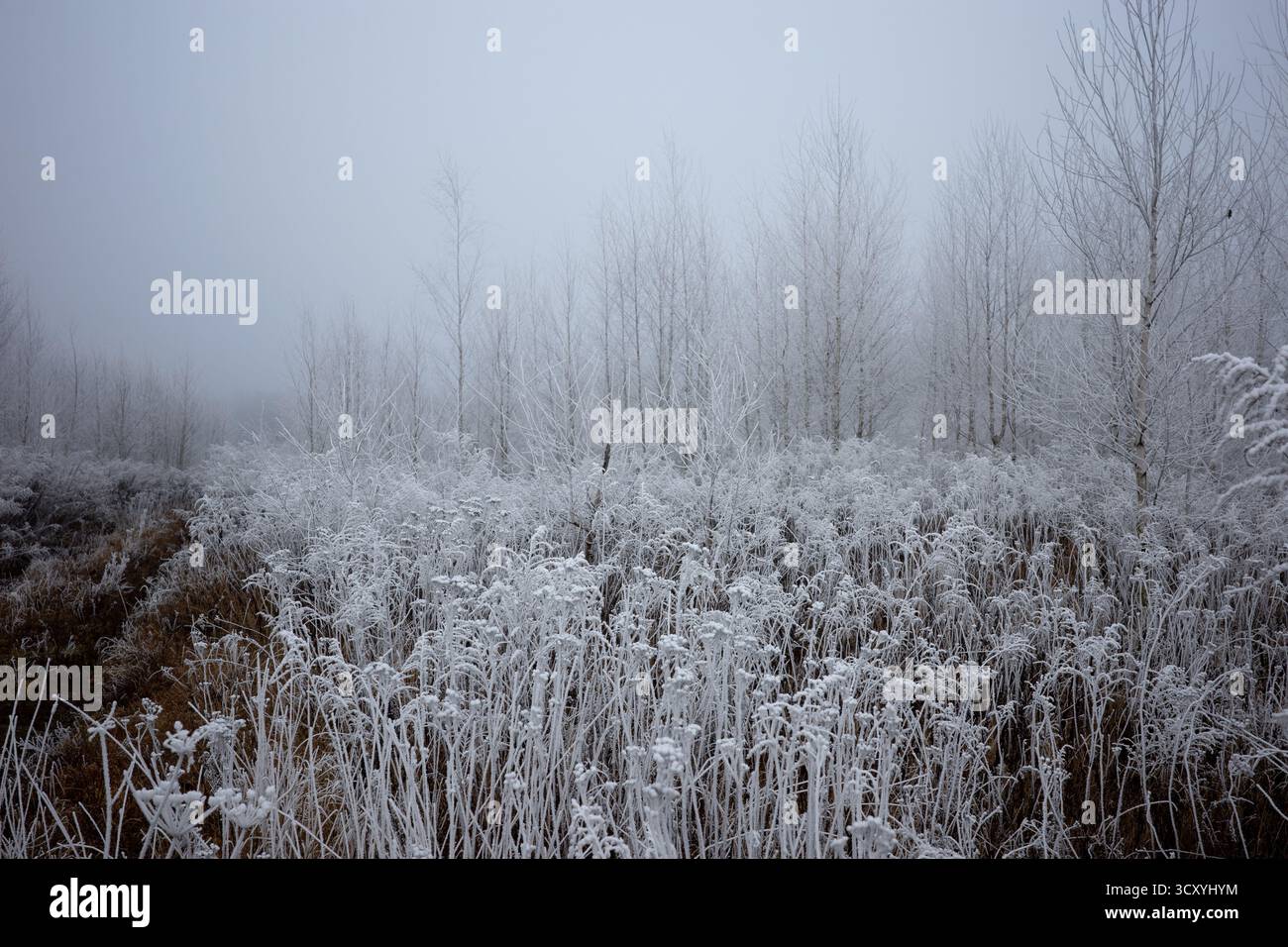 Reim auf den Büschen am frostigen, nebeligen Morgen. Stiele der Buches und Frees, bedeckt mit Räuber. Stockfoto
