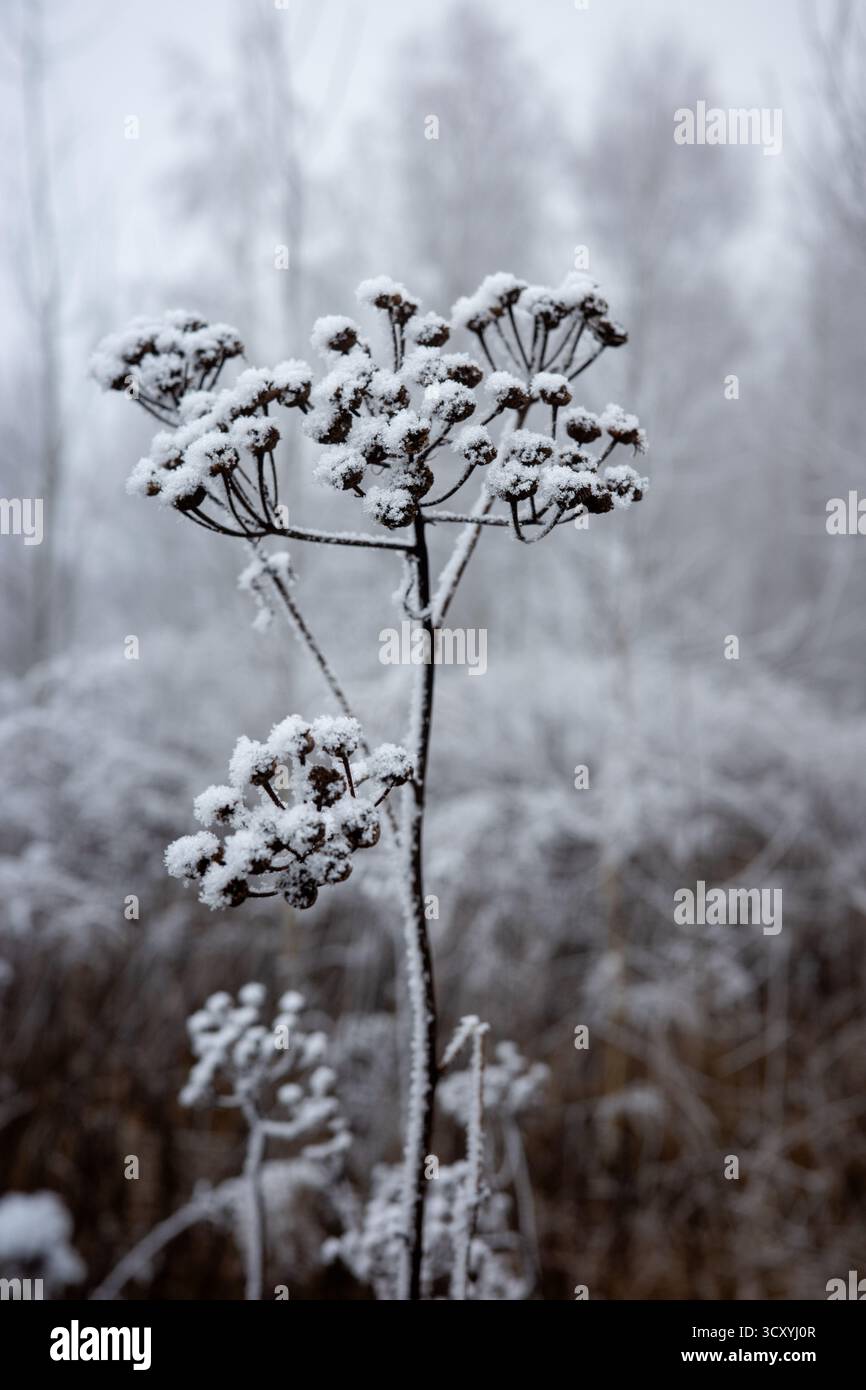Trockene, gemahlene Holunderstämme, bedeckt mit Räuber. Reim auf den Aegopodium podagraria Blüten am frostigen Morgen. Stockfoto