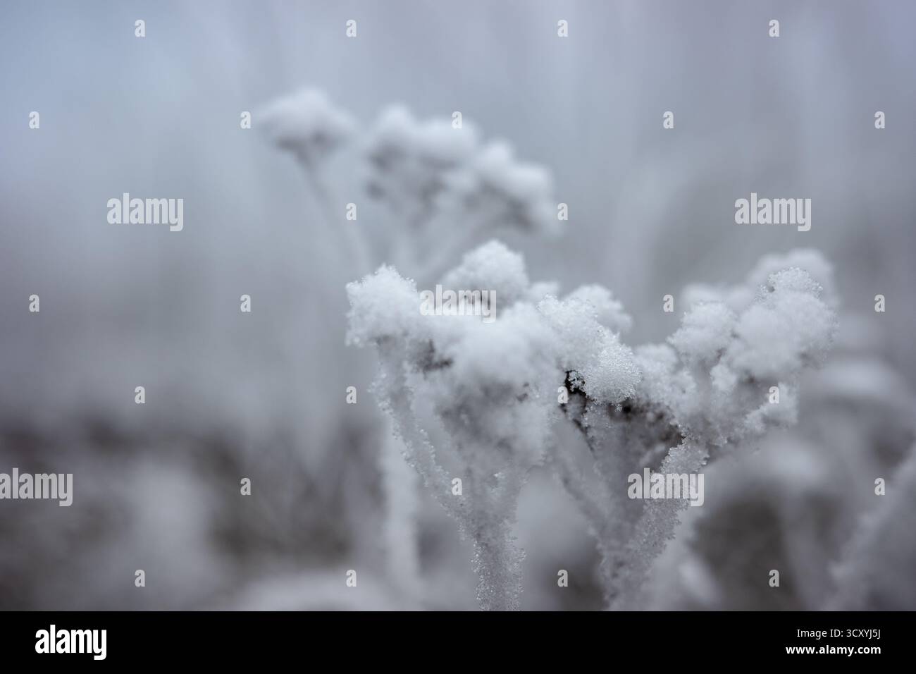 Trockene, gemahlene Holunderstämme, bedeckt mit Räuber. Reim auf den Aegopodium podagraria Blüten am frostigen Morgen. Stockfoto