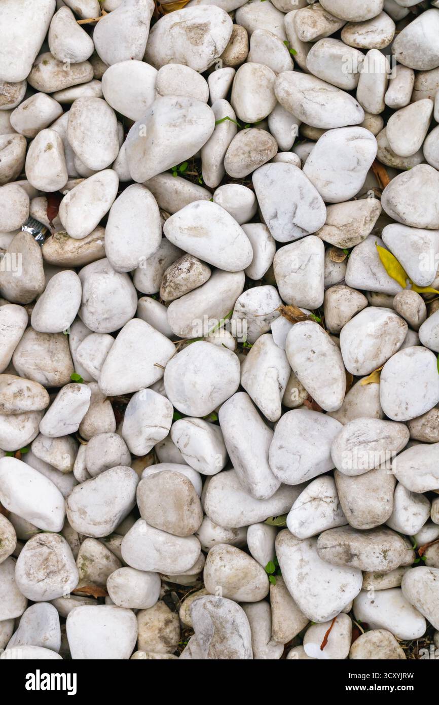 Nahaufnahme von glatten weißen Kieselsteinen, die eine natürliche strukturierte Oberfläche schaffen, die häufig in Landschaftsgärten, Gartenwegen und Zen-Designs verwendet wird und die Einfachheit symbolisiert. Stockfoto