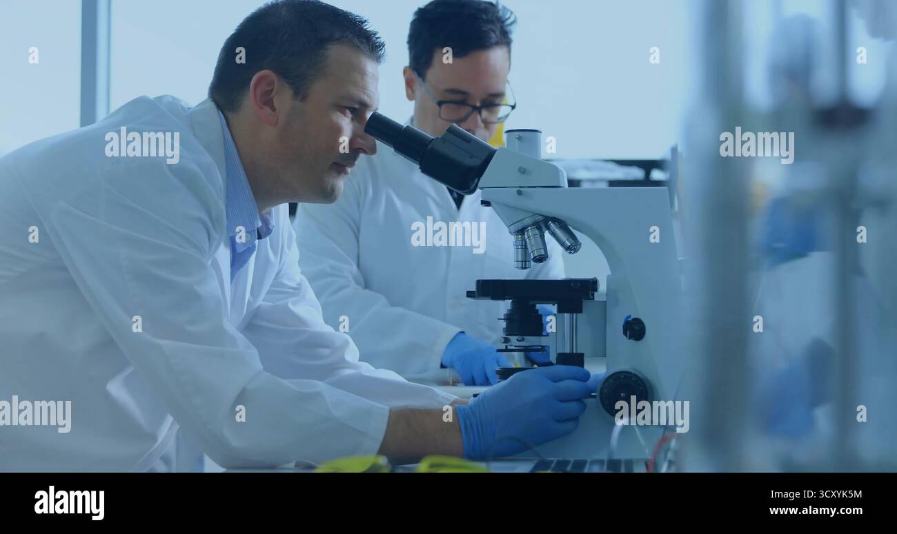 Peering-Forscher drehen den Fokusknopf am zusammengesetzten Mikroskop am Labortisch, mit Bechern für Fenster Stockfoto