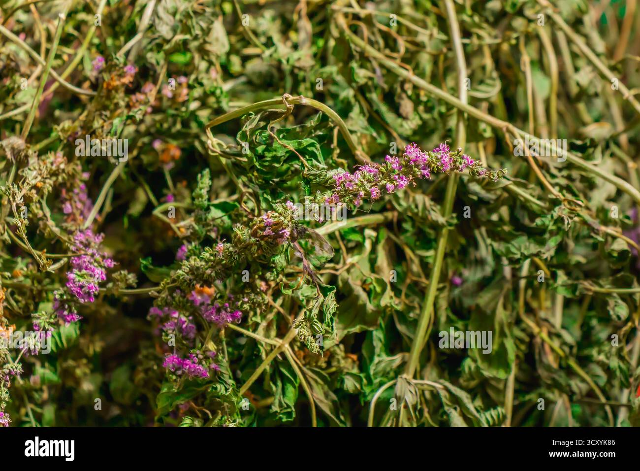 Nahaufnahme getrockneter Kräuter mit kleinen lila Blüten und grünem Laub, das von Sonnenlicht beleuchtet wird und ihre natürliche Textur und Farbe für botan zeigt Stockfoto