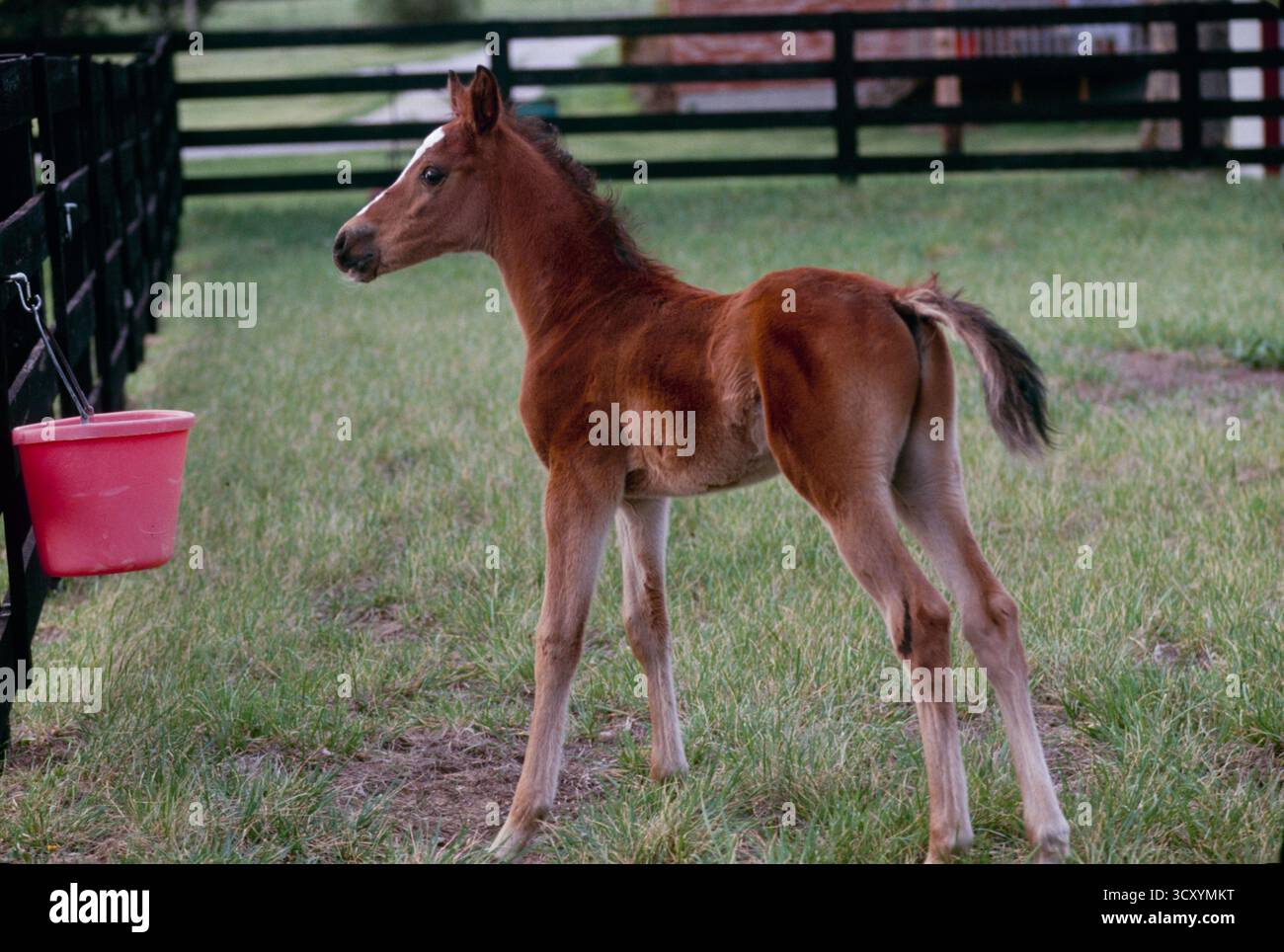 Das Fohlen im Fahrerlager sieht erschrocken aus im Fahrerlager mit Korneimer, Missouri USA Stockfoto