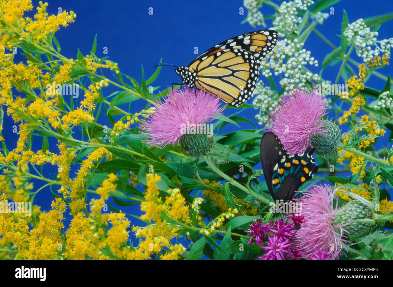 Zwei Tigerschwalbenschwanzfalter, Papillo glaucus, auf Wildblumen, Missouri, USA Stockfoto