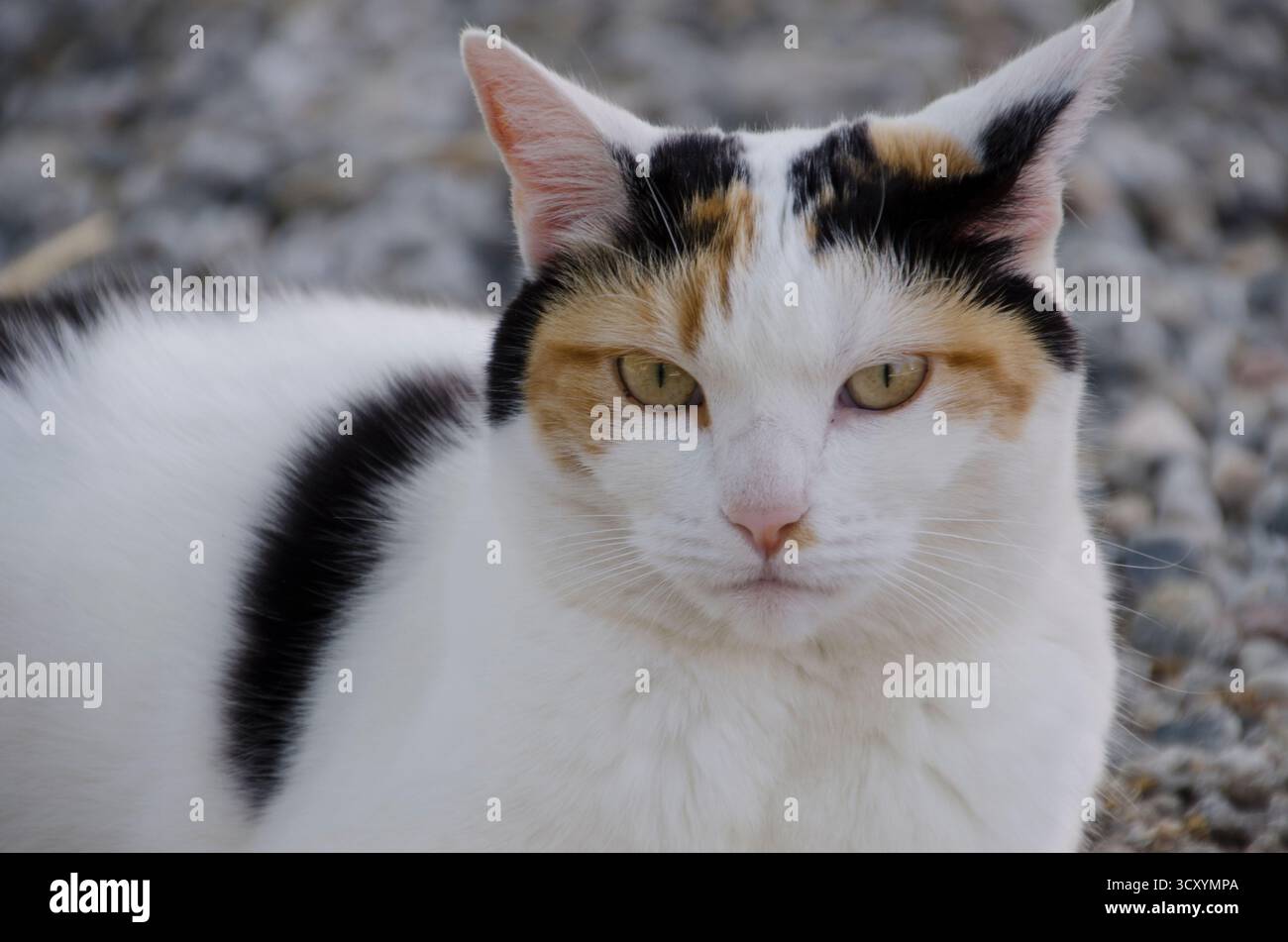 Calico-Katze starrt aufmerksam, Maine USA Stockfoto