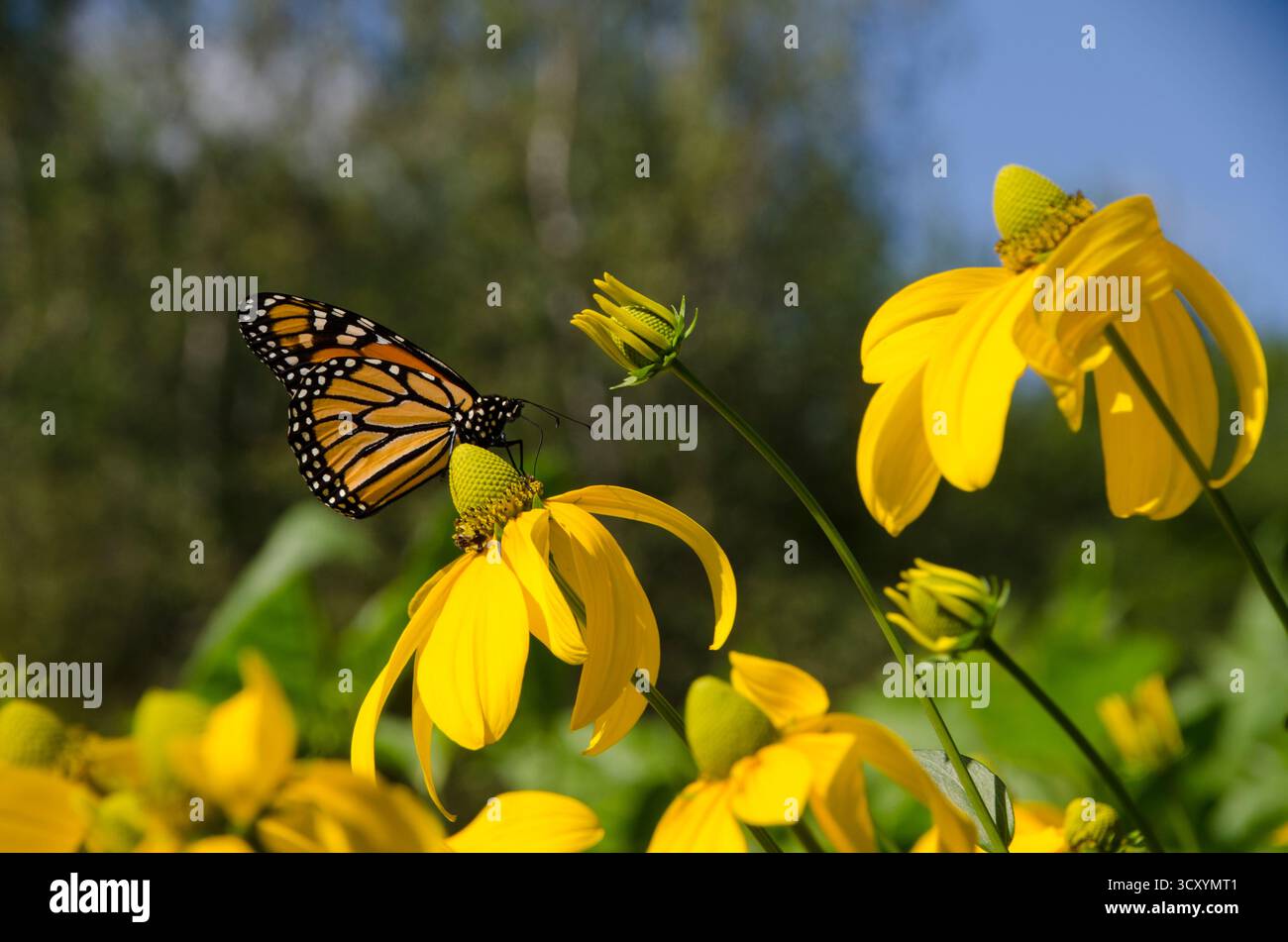 Monarchschmetterling, Danaus plexippus, auf einem gelben Koneflor, Gemeindegarten, Yarmouth Maine, USA Stockfoto