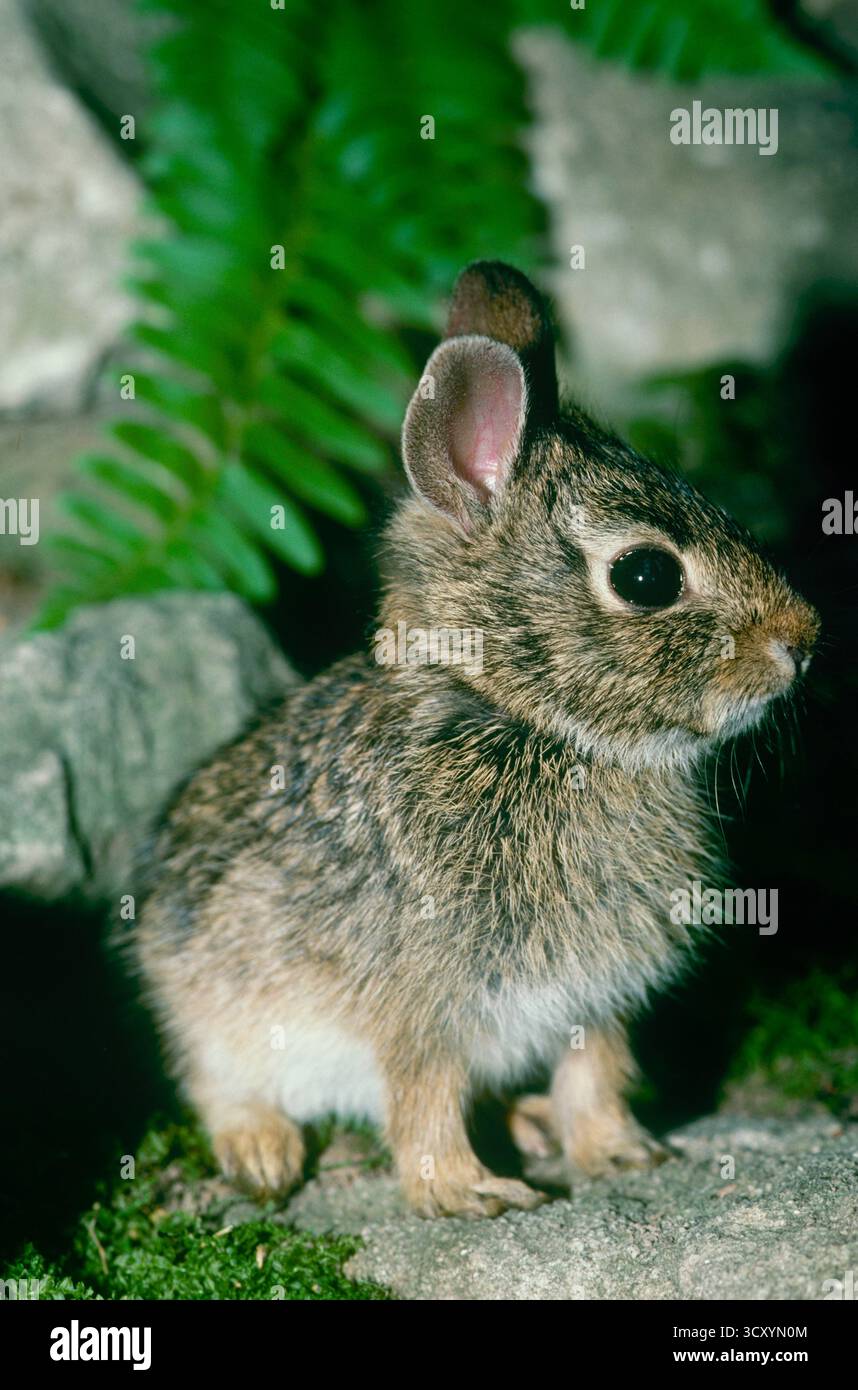 Baby-Baumwollschwanzkaninchen auf Felsen im Garten, Missouri USA Stockfoto