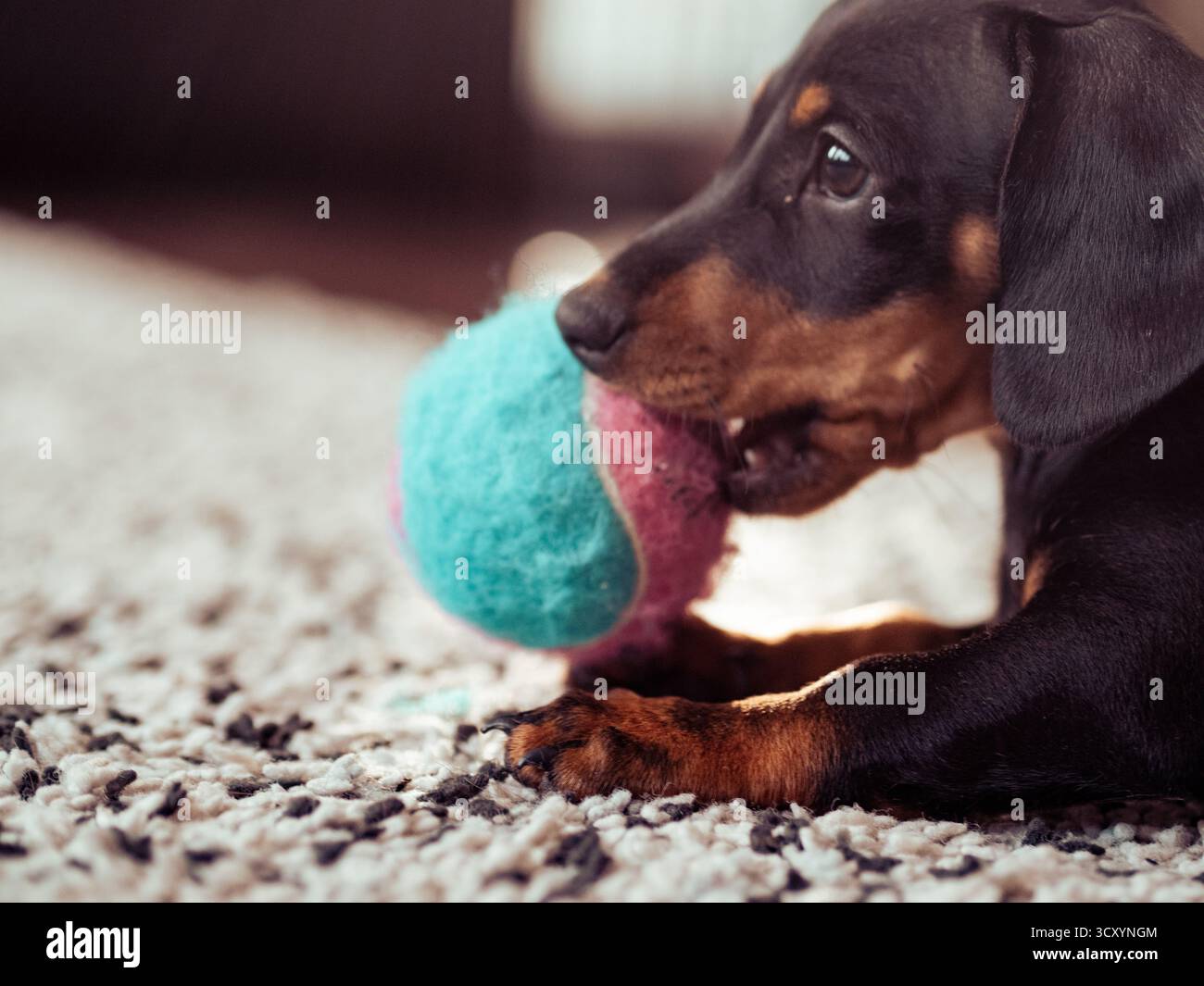 Süßer Welpe aus schwarzem Dackel, kleiner Hund zu Hause Stockfoto