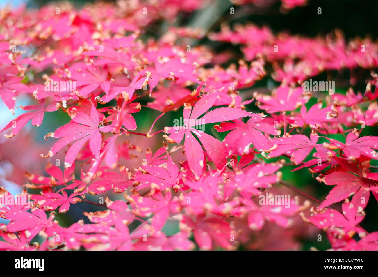 Die Textur heller sternförmiger Blätter bildet einen natürlichen botanischen Hintergrund für Designprojekte Stockfoto
