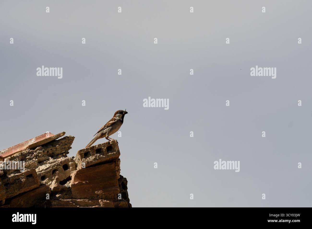 Ein männlicher spanischer Spatzen (Passer hispaniolensis) sitzt auf einem zerklüfteten Felsen und singt vor einem klaren blauen Himmel. Stockfoto