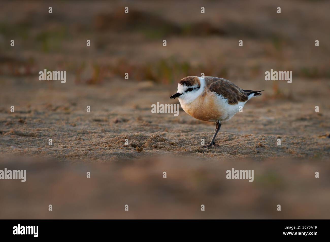 Anarhynchus oder Charadrius marginatus kleiner Ufervogel, der an Sandstränden, Dünen, Wattenmeer und den Ufern von Anarhynchus oder Charadrius marginatus lebt Stockfoto