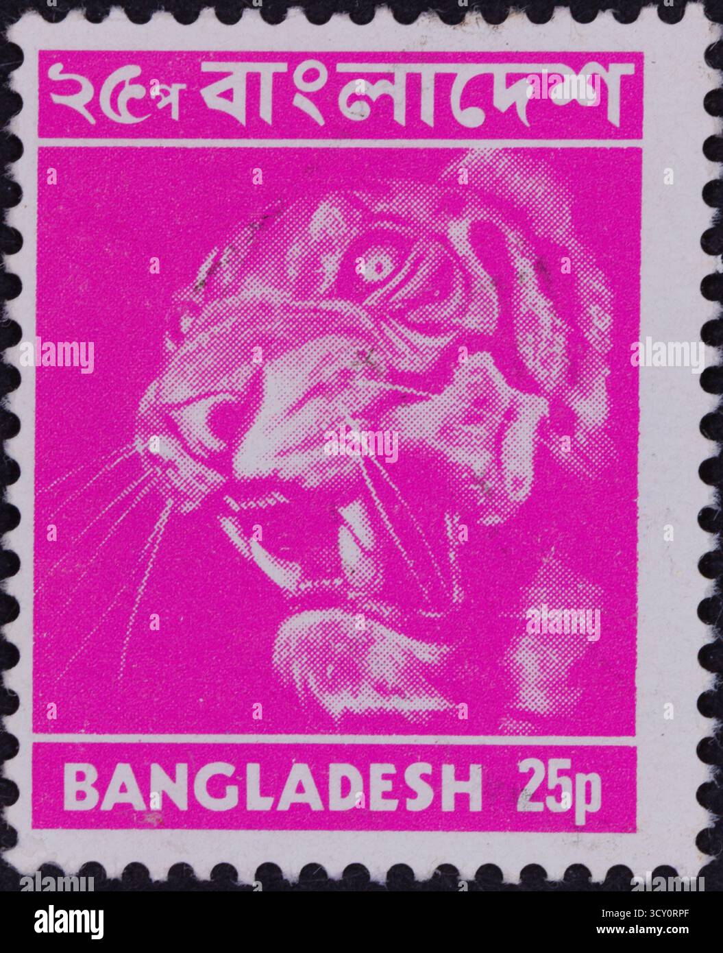 Eine pinkfarbene Briefmarke zeigt ein detailliertes Halbtonbild eines tosenden Tigerkopfes vor magentafarbenem Hintergrund mit Text oben und unten. Stockfoto