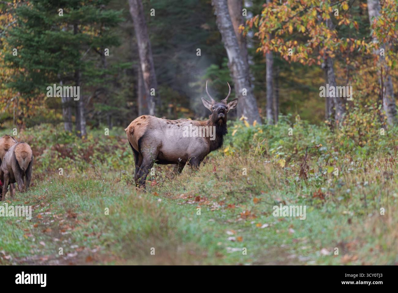 Junger männlicher Wapitihirsch in der Gegend um den Clam Lake im Norden von Wisconsin. Stockfoto