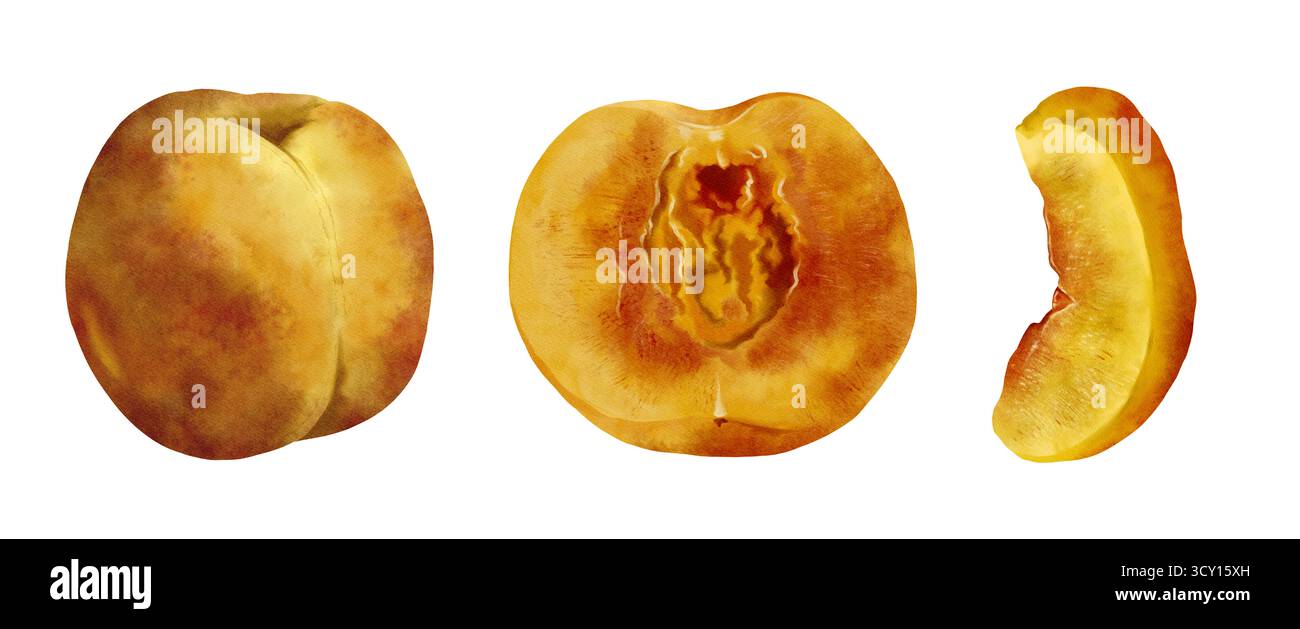 Erkunden Sie die lebendige Welt der frischen Pfirsiche mit ihren leuchtenden Farben und entzückenden Texturen. Diese Kollektion bietet einen Reifen Pfirsich, einen detaillierten Querschnitt und ein verführerisches Stück für Ihre Sommerrezepte Stockfoto