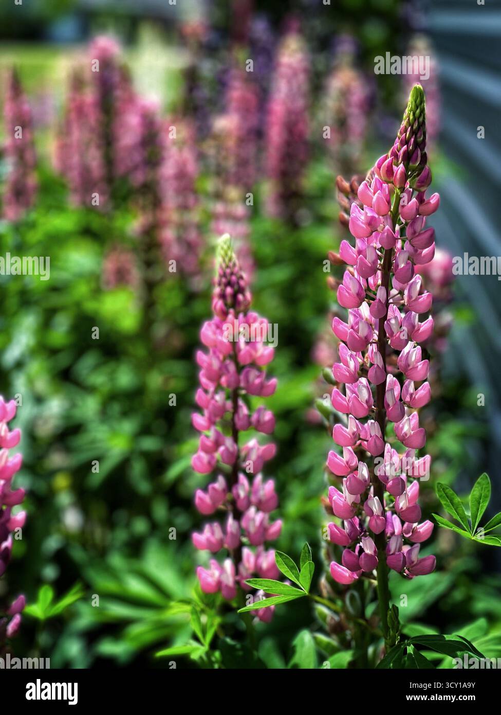 Farbenfrohe Lupinenblüten in einem Garten mit dunklem, modernem Hintergrund für Kontrast Stockfoto