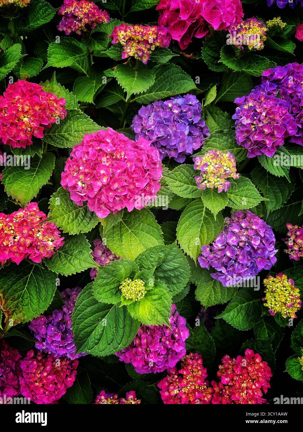 Leuchtende Darstellung von rosa und violetten Hortensien in voller Blüte umgeben von üppig grünen Blättern in einer Gartenumgebung - Smartphone-aufgenommenes Stockfoto