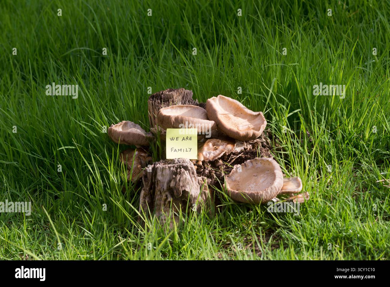 Eine kleine Gruppe von Pilzen, die in einem Garten zwischen Gras und Unkraut wachsen, neben einer gelben Haftnotiz mit der inspirierenden Botschaft „Wir sind Familie“, Stockfoto