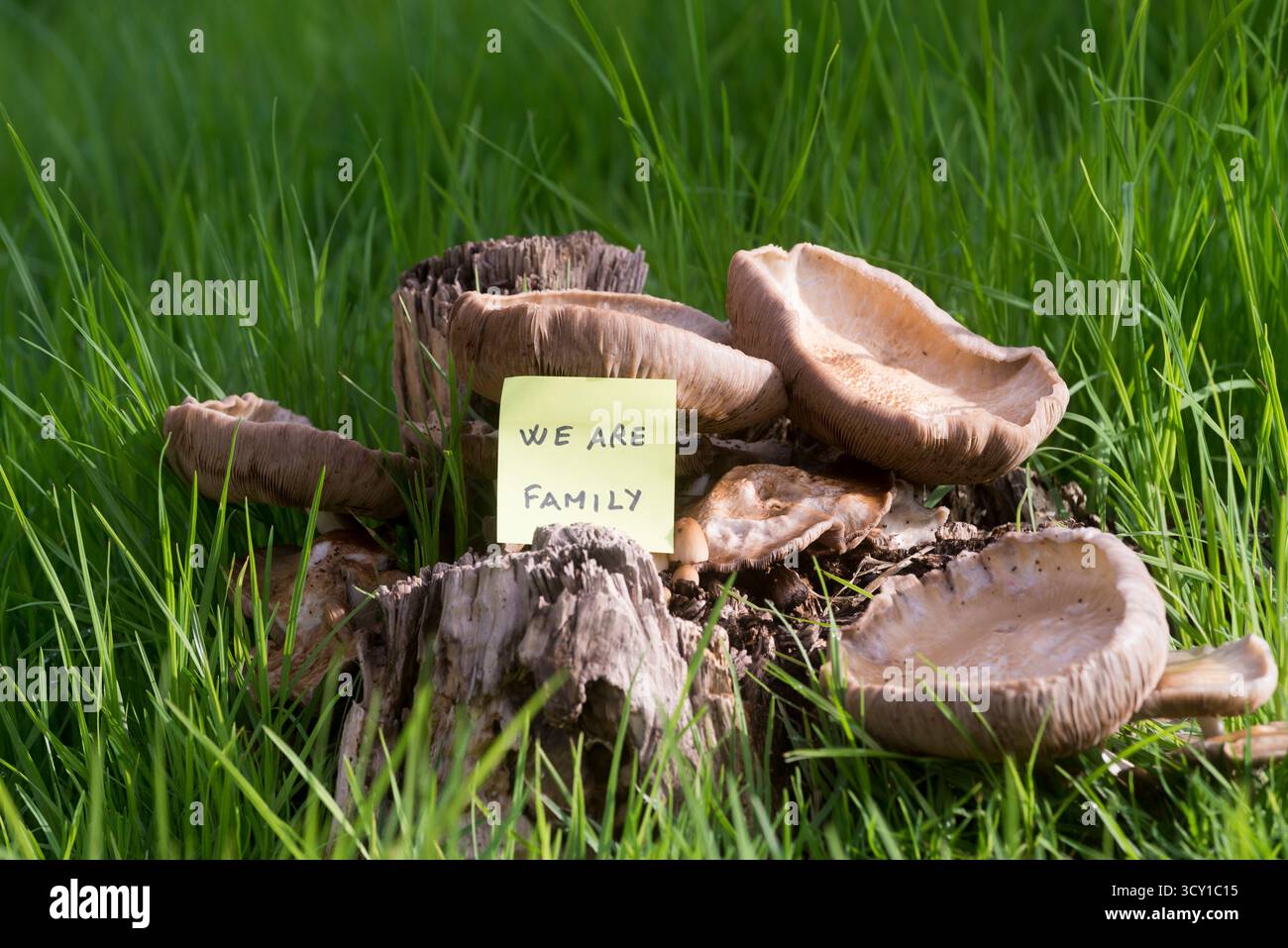 Eine kleine Gruppe von Pilzen, die in einem Garten zwischen Gras und Unkraut wachsen, neben einer gelben Haftnotiz mit der inspirierenden Botschaft „Wir sind Familie“, Stockfoto