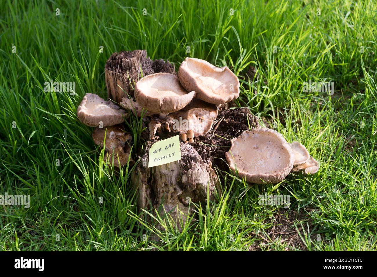 Eine kleine Gruppe von Pilzen, die in einem Garten zwischen Gras und Unkraut wachsen, neben einer gelben Haftnotiz mit der inspirierenden Botschaft „Wir sind Familie“, Stockfoto