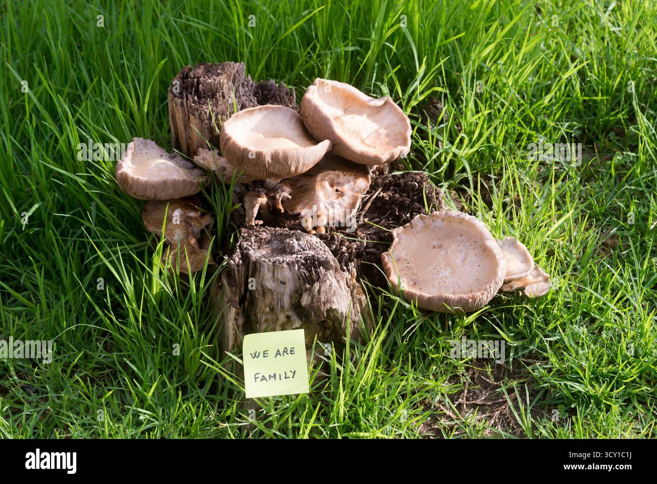 Eine kleine Gruppe von Pilzen, die in einem Garten zwischen Gras und Unkraut wachsen, neben einer gelben Haftnotiz mit der inspirierenden Botschaft „Wir sind Familie“, Stockfoto
