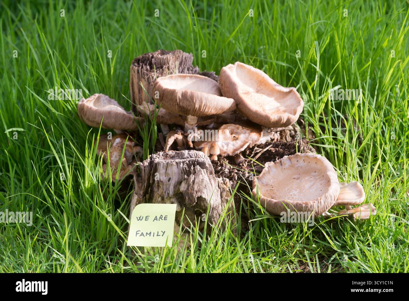 Eine kleine Gruppe von Pilzen, die in einem Garten zwischen Gras und Unkraut wachsen, neben einer gelben Haftnotiz mit der inspirierenden Botschaft „Wir sind Familie“, Stockfoto