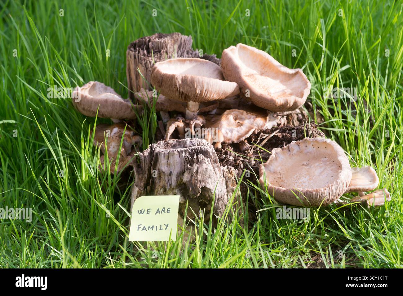 Eine kleine Gruppe von Pilzen, die in einem Garten zwischen Gras und Unkraut wachsen, neben einer gelben Haftnotiz mit der inspirierenden Botschaft „Wir sind Familie“, Stockfoto