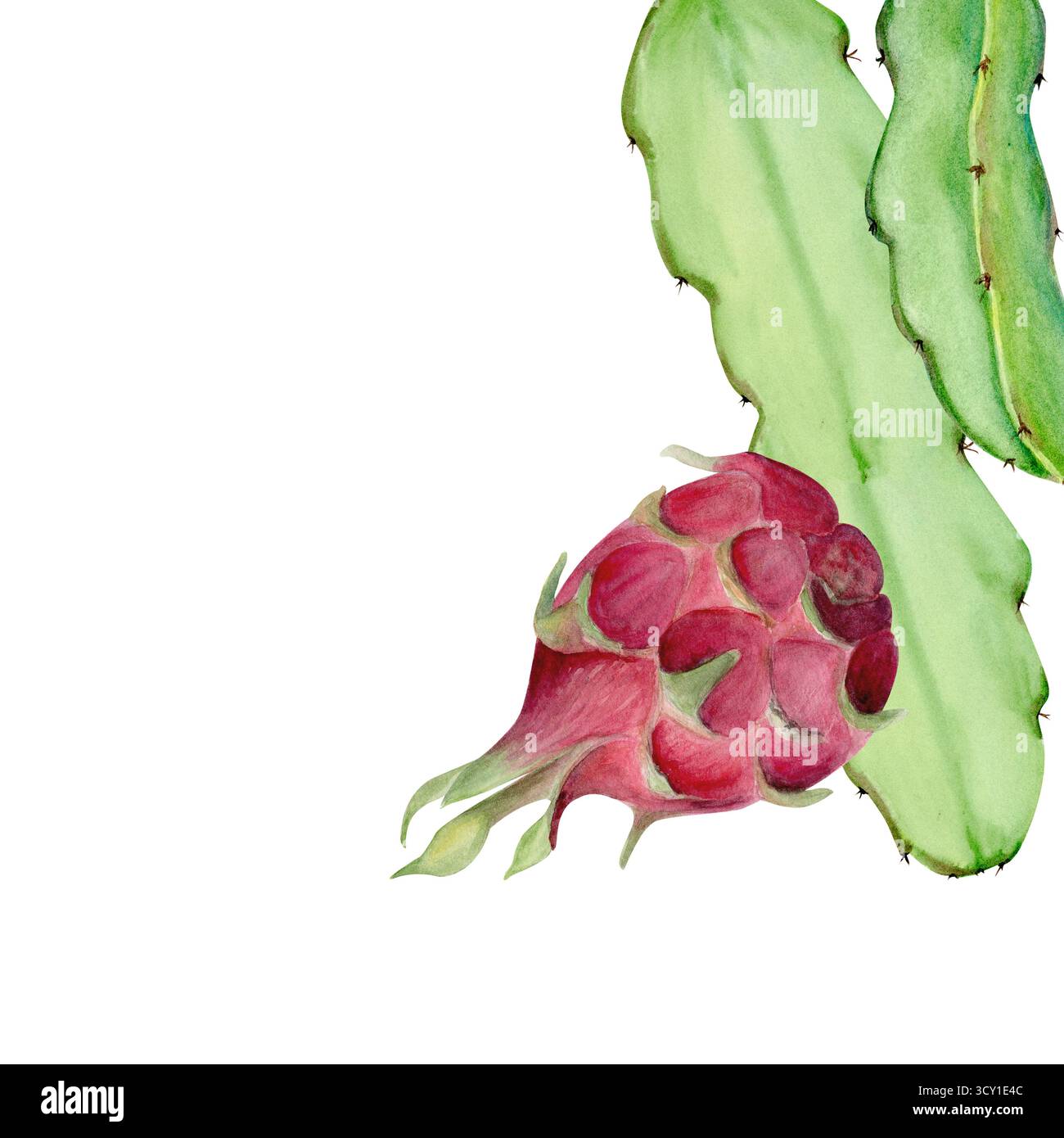 Drachenfrucht mit Kaktusblatt handgemalte Aquarellkarte isoliert auf weiß. Kunstwerke aus tropischen exotischen Früchten, perfekt für botanische Drucke und Verpackungen Stockfoto
