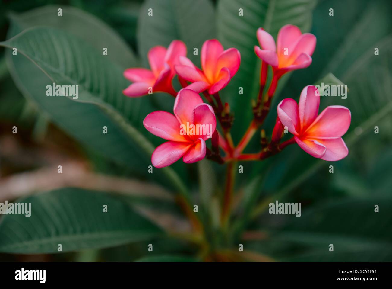 Blühende Frangipani-rosa Blüten mit Blättern. Aromablüten auf tropischem Baum Stockfoto