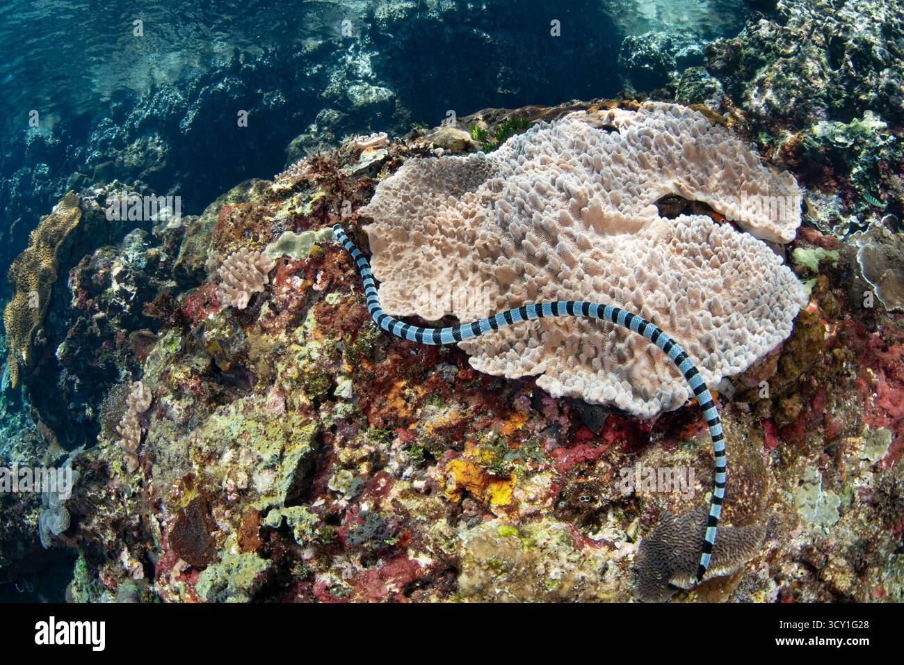 Ein gelblippiger Meereskrait, Laticauda colubrina, jagt an einem wunderschönen Korallenriff in Alor, Indonesien nach Fisch. Diese Seeschlange ist hochgiftig. Stockfoto