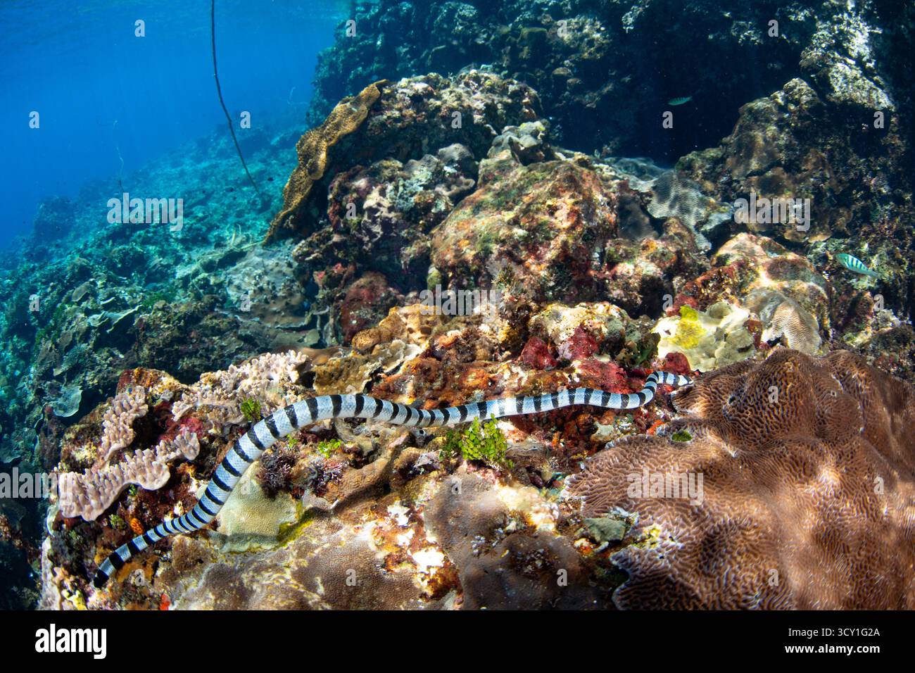 Ein gelblippiger Meereskrait, Laticauda colubrina, jagt an einem wunderschönen Korallenriff in Alor, Indonesien nach Fisch. Diese Seeschlange ist hochgiftig. Stockfoto