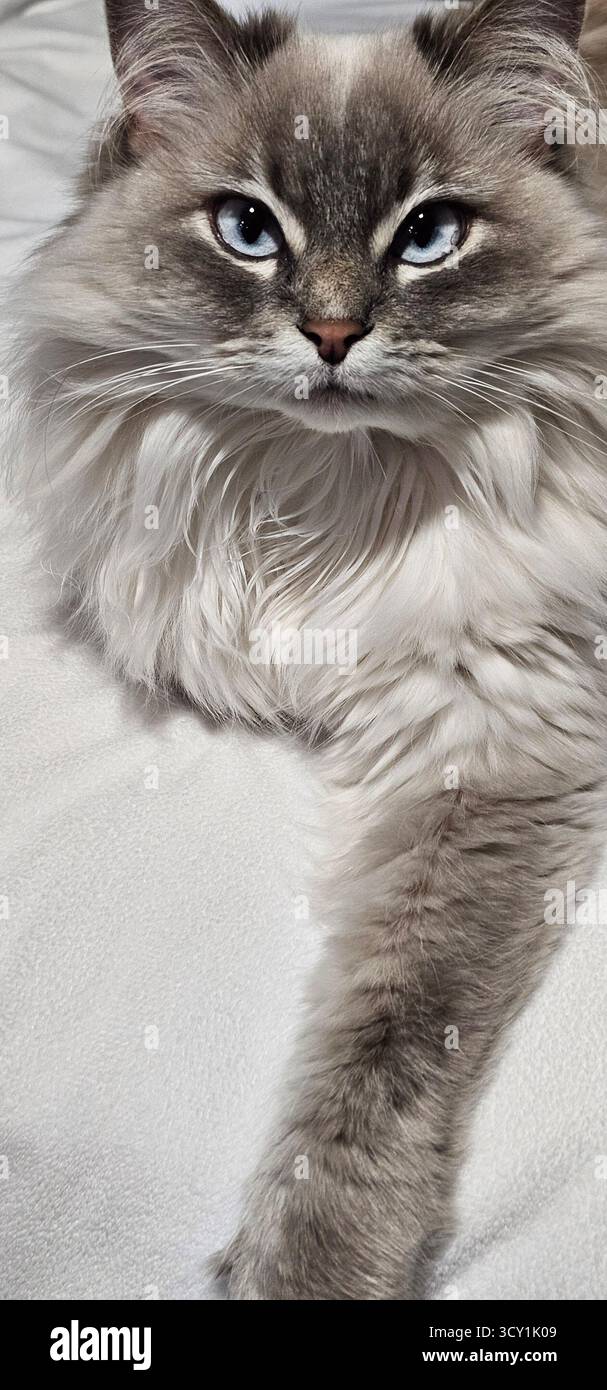 Caturday Stockfoto
