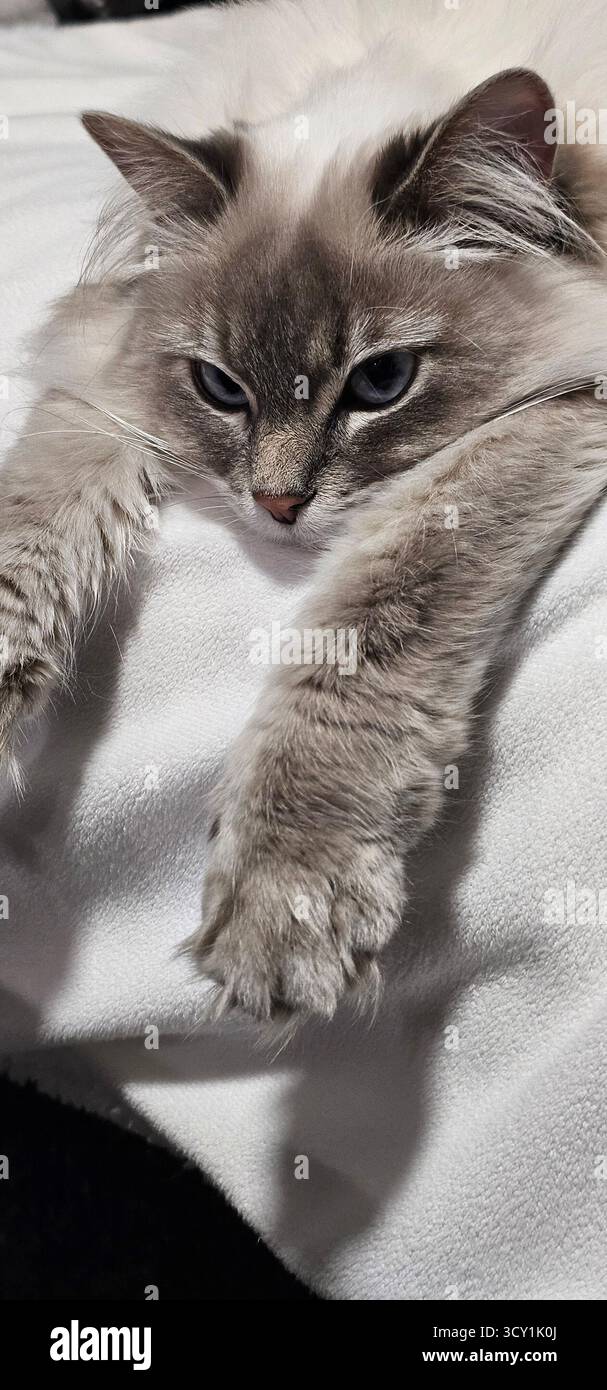 Abhängen, das Leben mit meinem hooman genießen Stockfoto