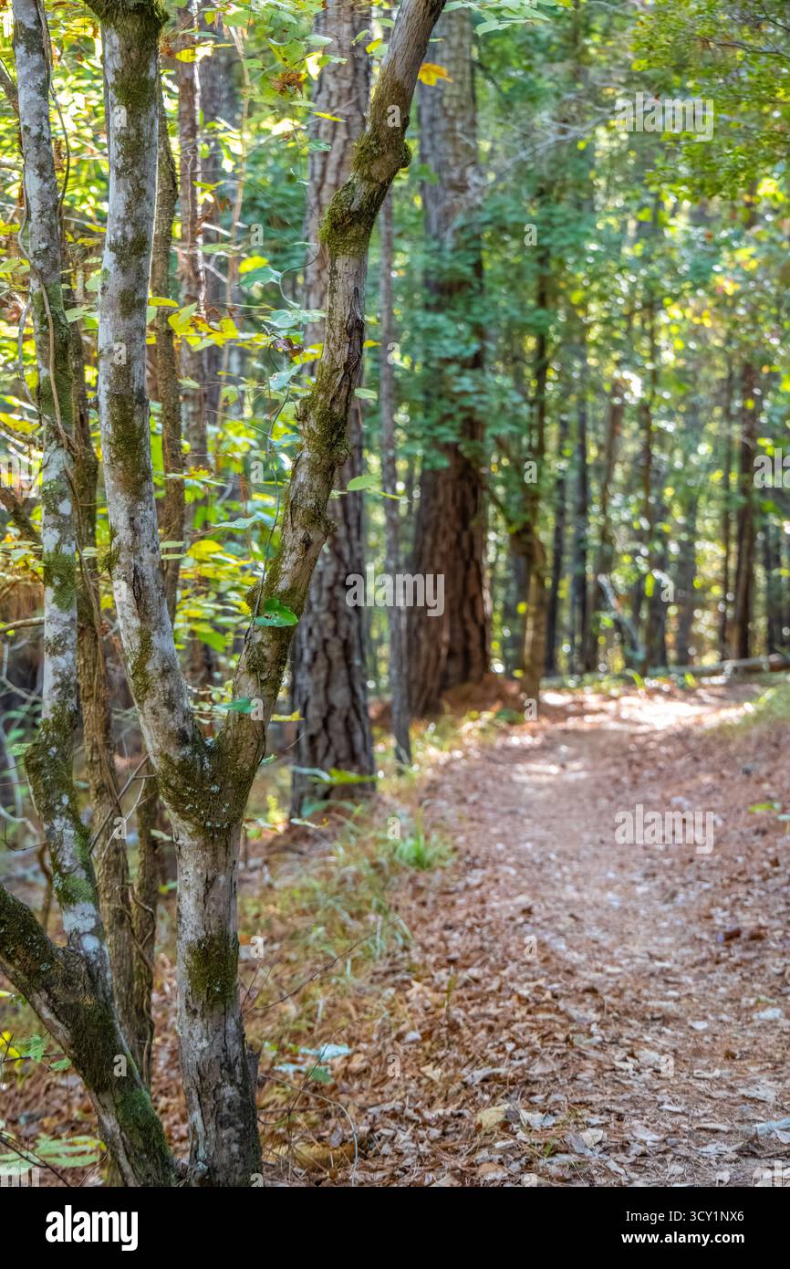 Bimini Trail auf den Standing Boy Trails in der Nähe des Lake Oliver (Chattahoochee River) in North Columbus, Georgia. (USA) Stockfoto