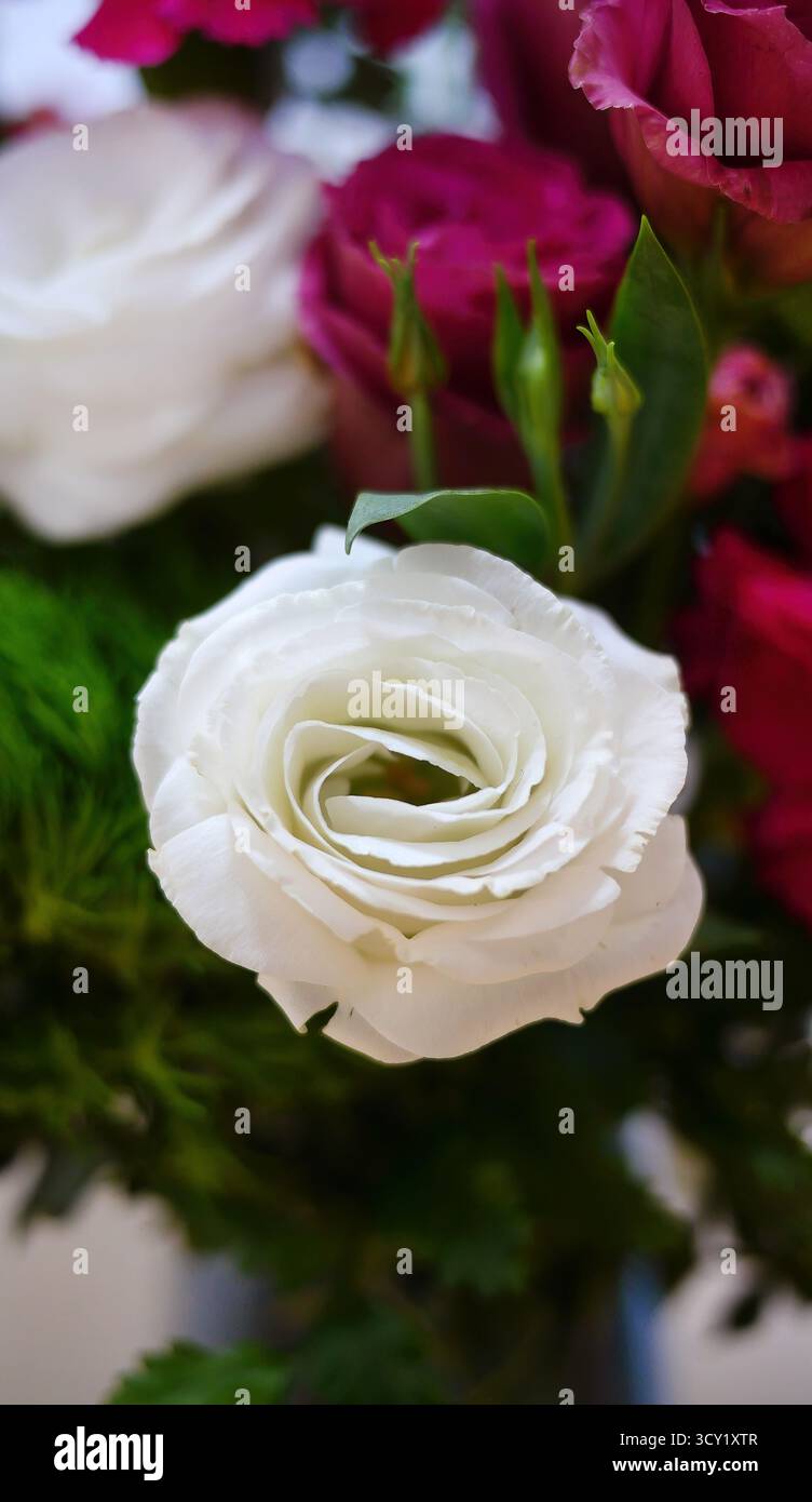 Lisianthus Croma Silky White, helle weiße Farbe Blumen in verschwommenem Hintergrund verschiedene Farben, Flora Blumenstrauß Kunst Design Dekoration Stockfoto