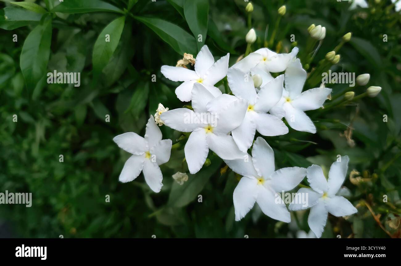 Winzige weiße Blumen nennen Pinwheel Flower, Crepe Jasmin, Butterfly Jasmin oder Gardenia, verwendet in der traditionellen chinesischen, ayurvedischen und thailändischen Medizin nach tr Stockfoto