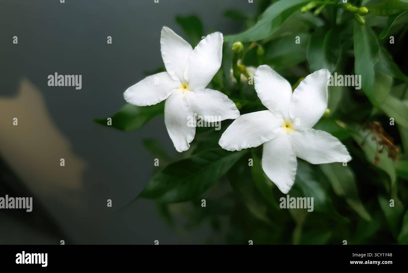 Winzige weiße Blumen nennen Pinwheel Flower, Crepe Jasmin, Butterfly Jasmin oder Gardenia, verwendet in der traditionellen chinesischen, ayurvedischen und thailändischen Medizin nach tr Stockfoto
