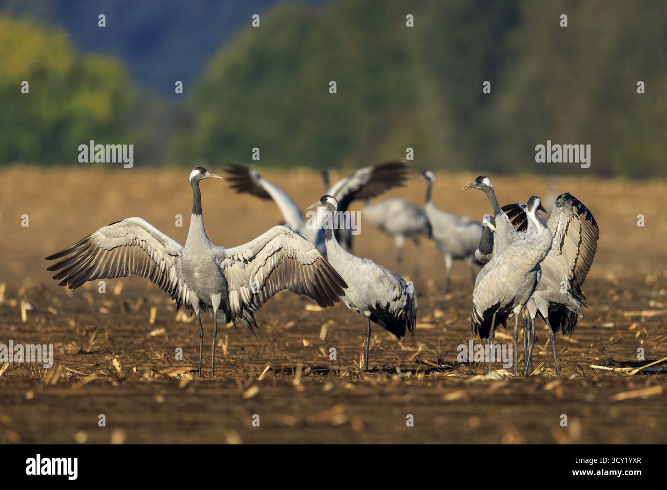 Kraniche mit ausgebreiteten Flügeln auf einem feldähnlichen Boden, Bäume im Hintergrund, Kraniche (Grus grus) Wildtiere, Nationalpark Vorpommern Lagune, Zin Stockfoto